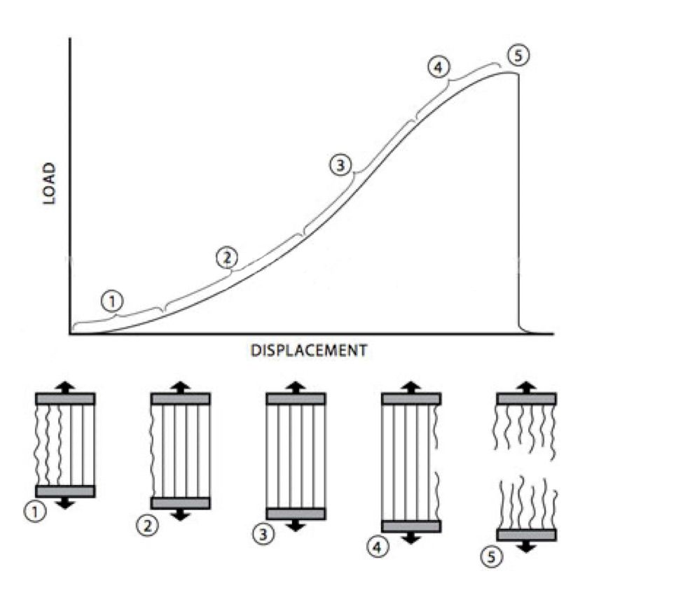 Ligament injury and healing Back Care Clinic